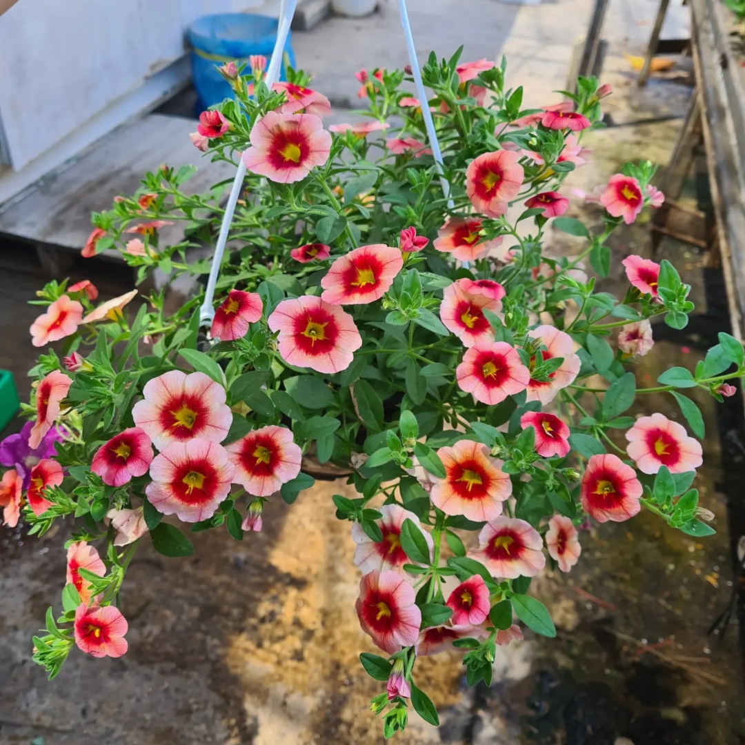 פרחים לשמש ולצל! 4 במאה! רוכשים 8 מקבלים אחד במתנה!