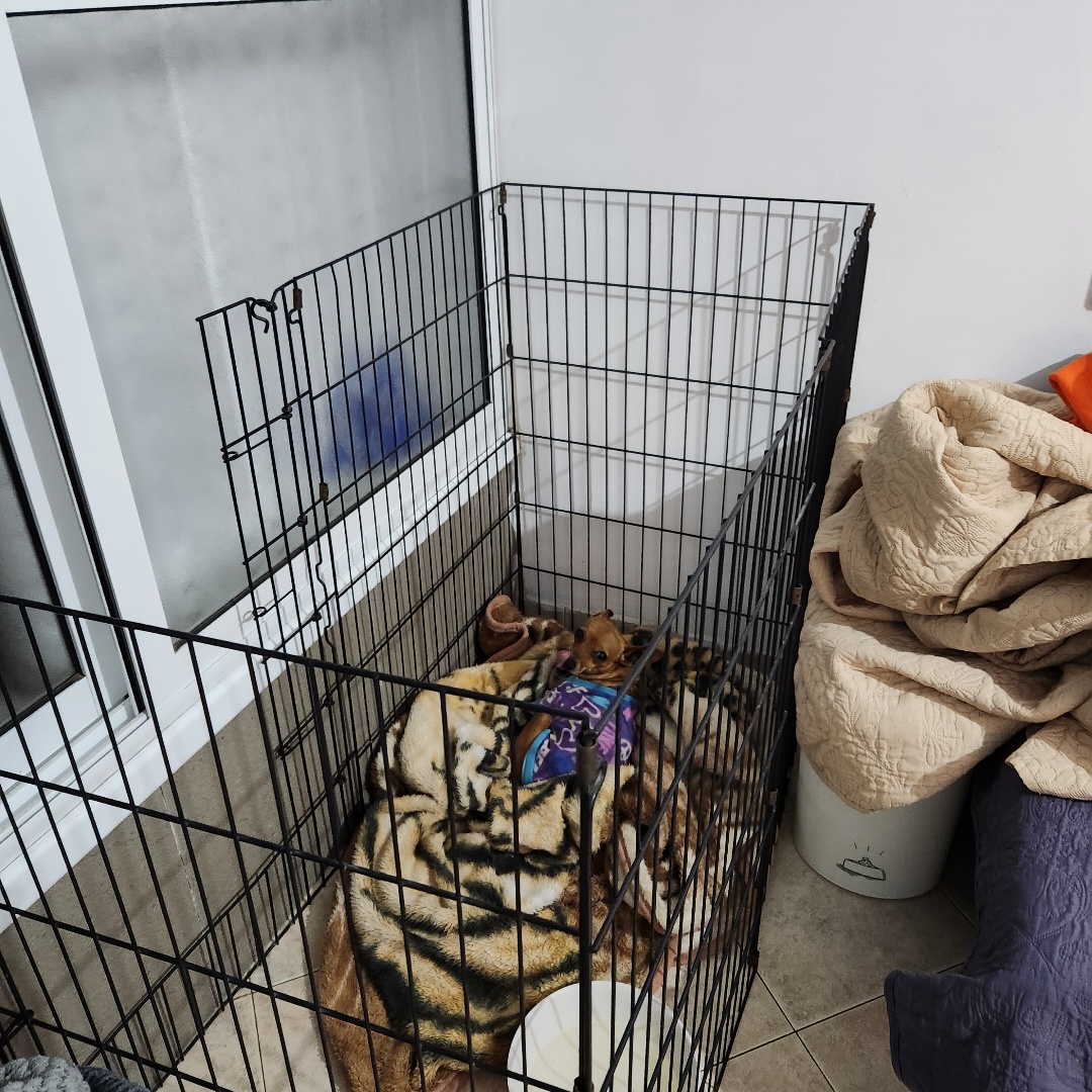 גדר אילוף 5 מטר כחדשה